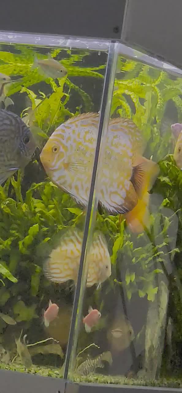 جفت دیسکس مولد|ماهی|کرمان, |دیوار