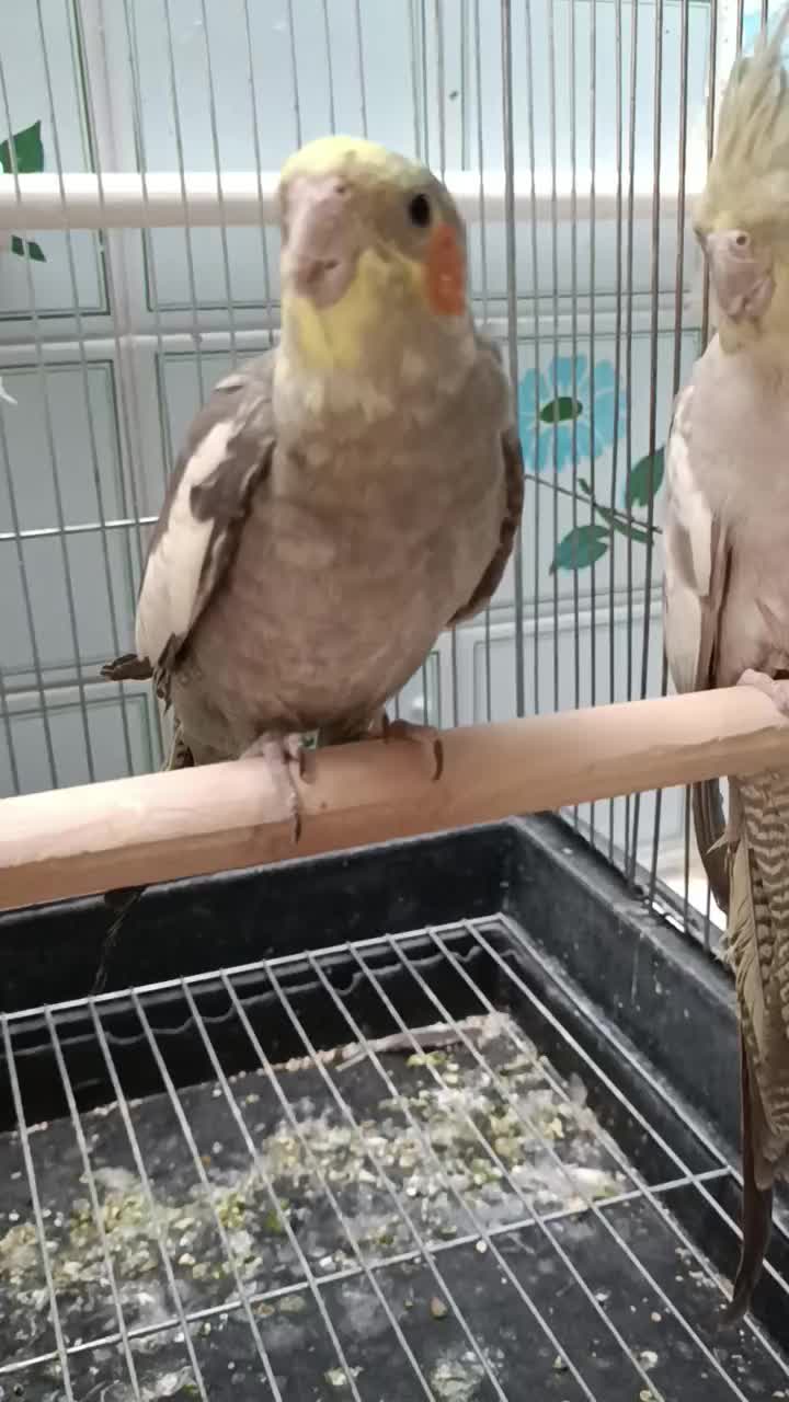 عروس هلندی نر نژاد سینامون ۸ ماهه|پرنده|تاکستان, |دیوار