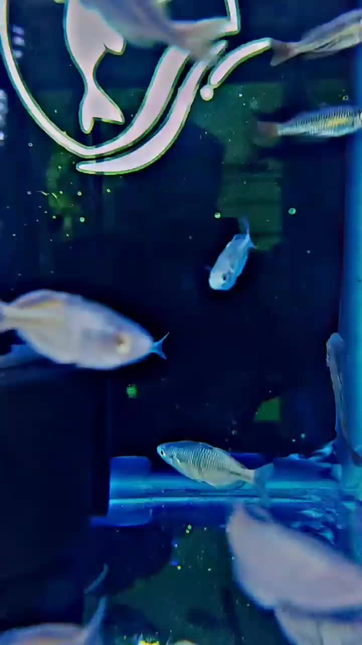 رمبو بوسمانی. رمبو استرالیایی. سوارتیل|ماهی|شهریار, شهرک وائین|دیوار