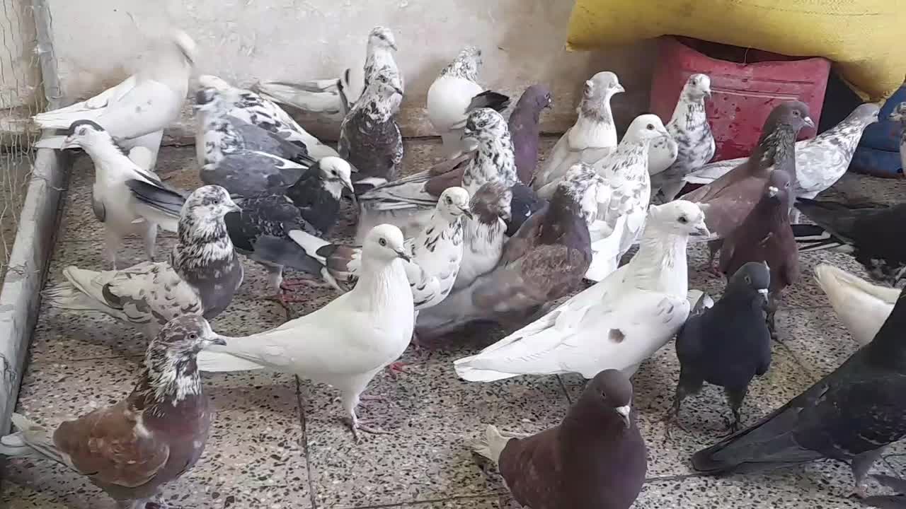 خرید وفروش کفتر تهرانی وغیره|پرنده|برخوار, |دیوار