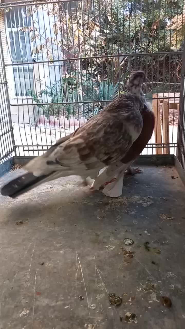 کبوتر کفتر چند جفت عالی|پرنده|فردیس, قریشی|دیوار