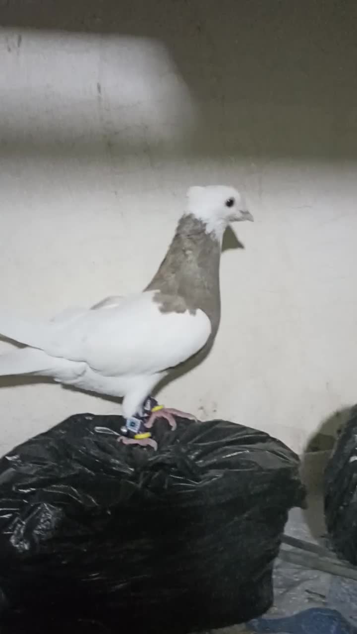 طوقی نر|پرنده|برازجان, |دیوار