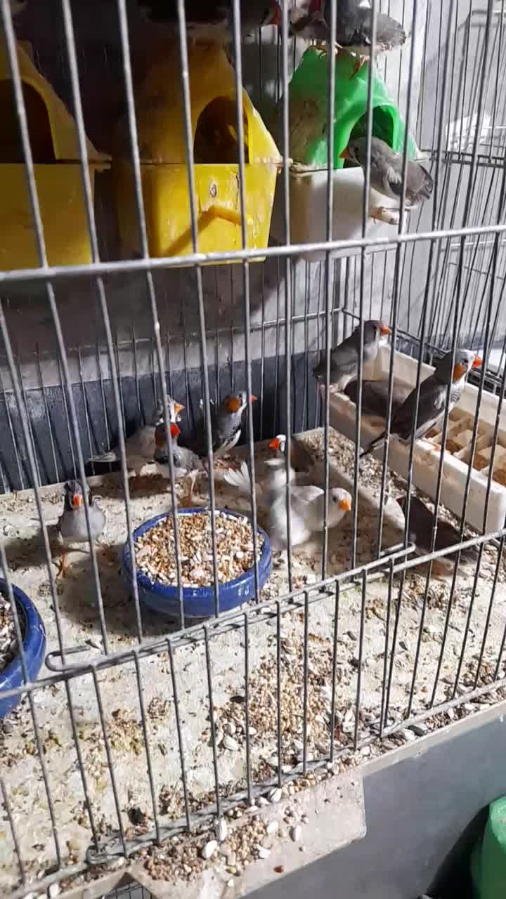 فنچ لپ قرمز|پرنده|تهران, نعمت‌آباد|دیوار