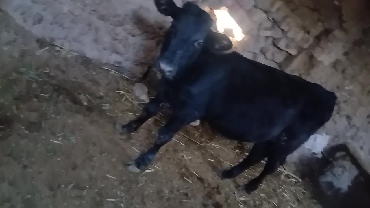 دوعدد جوانه|حیوانات مزرعه|سبزوار, توحیدشهر|دیوار