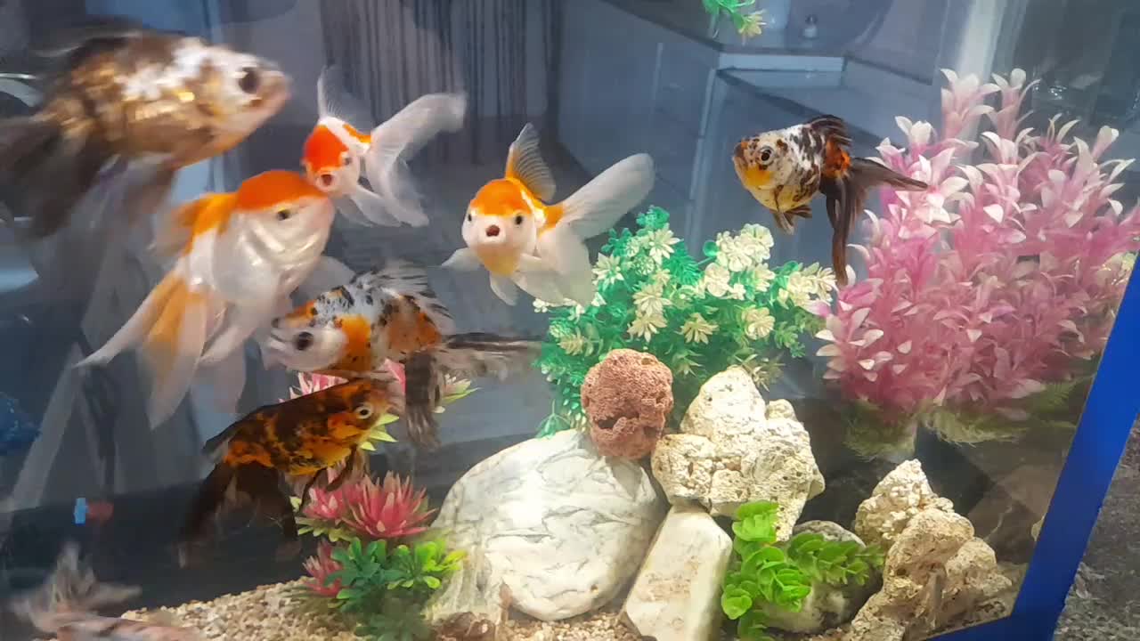 ماهی گلد فیش و تزئینات|ماهی|ارومیه, |دیوار