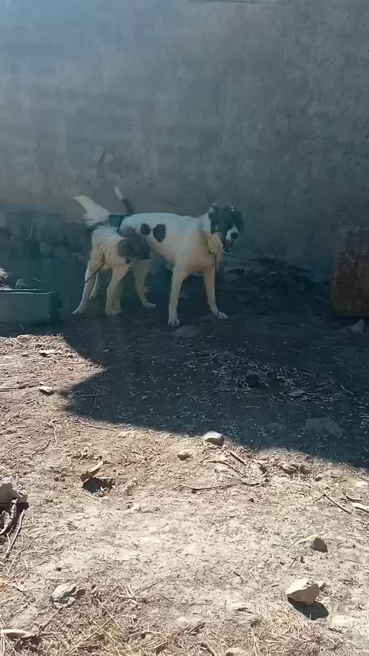 سگ سرابی|سگ|خواجه, |دیوار