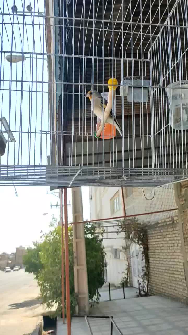 سهره .دورگ کرمونی عتیقه شبو روز بخون|پرنده|فسا, |دیوار