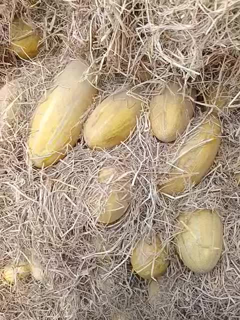 خربزه|خوردنی و آشامیدنی|کرمانشاه, |دیوار