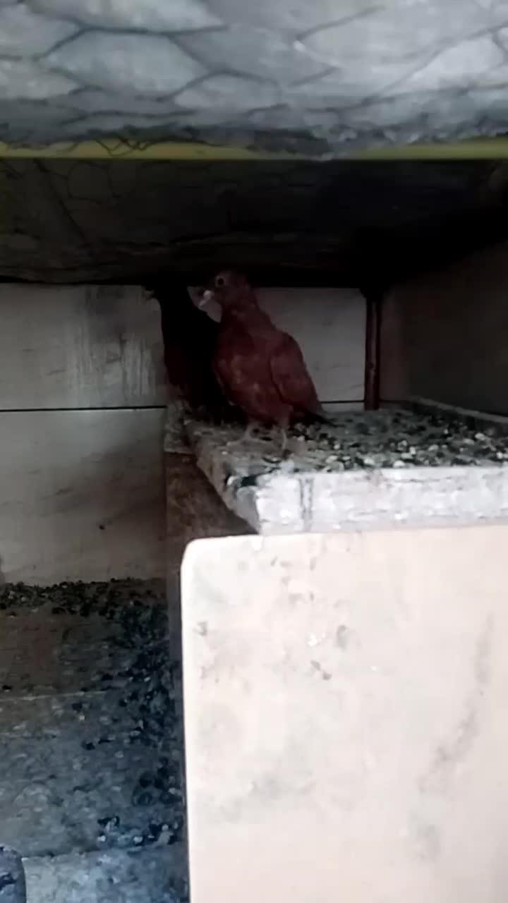 یک جفت جوجه گلی کلاهی|پرنده|کرمان, |دیوار