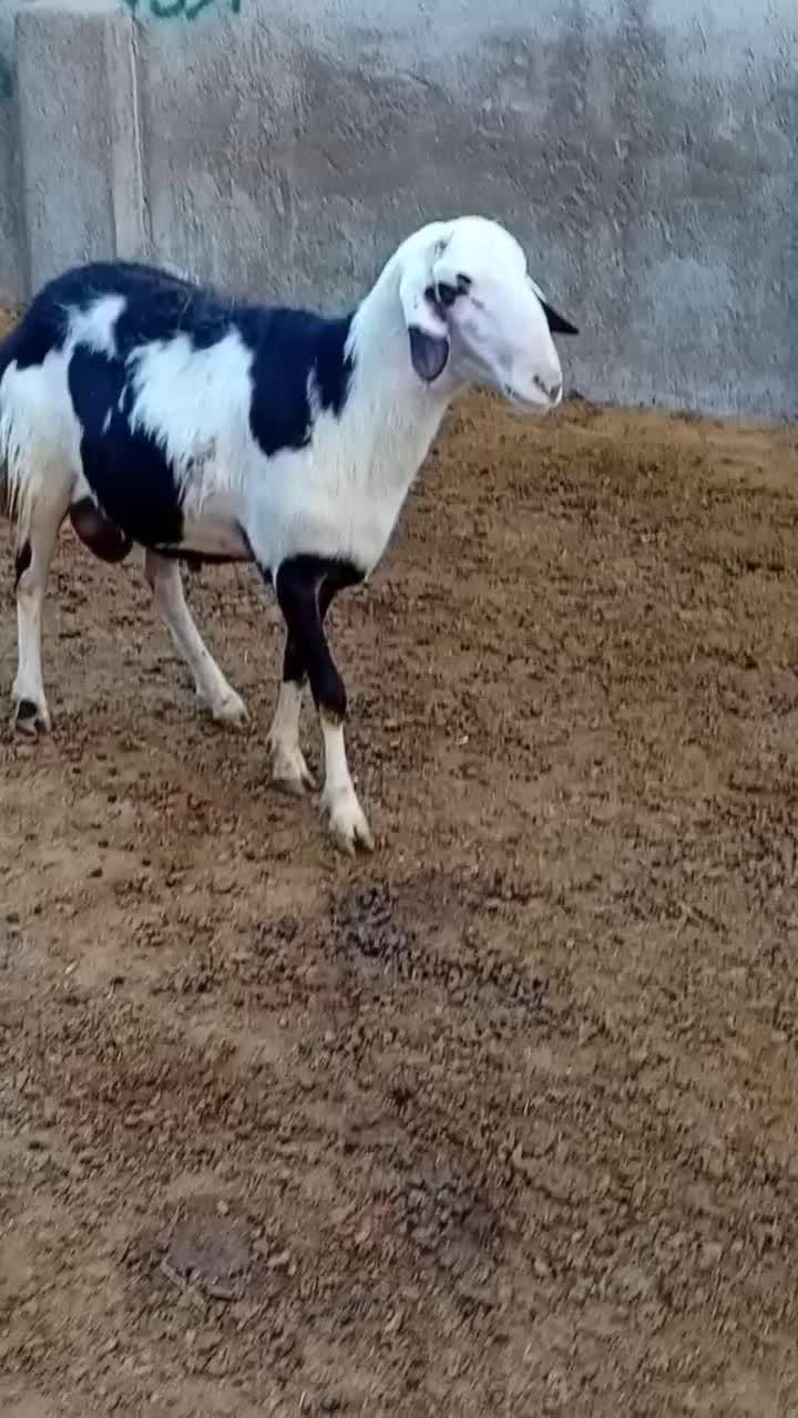 بره قوچ پلنگی خال سیاه و پوست گاوی|حیوانات مزرعه|بروجرد, |دیوار