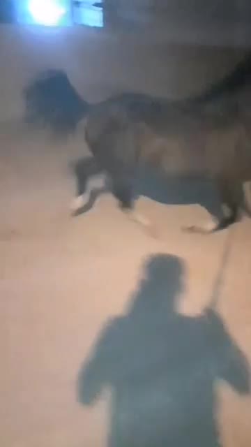 لیلاج شیر مست نوه کامران قدیری|اسب و تجهیزات اسبسواری|سنقر, |دیوار