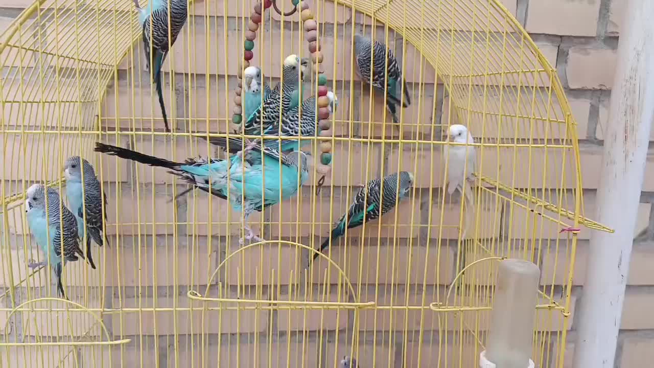 مرغ عشق جوان سالم کارداده|پرنده|خمینیشهر, |دیوار