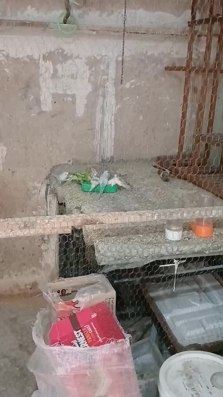 مرغ عشق|پرنده|تربت جام, شهرک معلم|دیوار