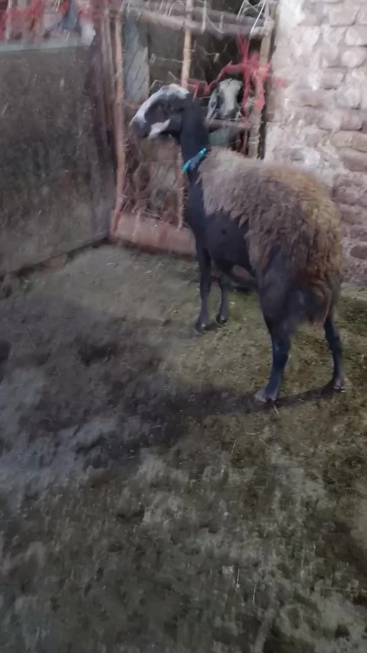 شیشک بیگوش|حیوانات مزرعه|بروجرد, |دیوار