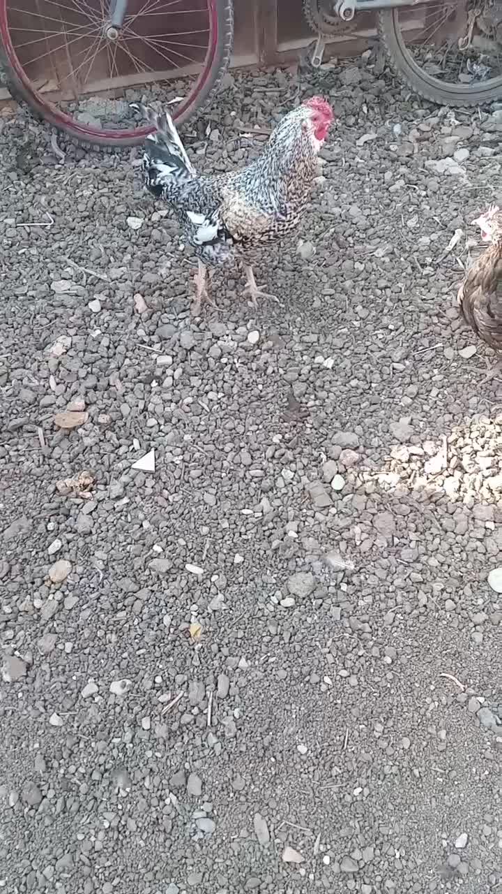 خروس چهل تاج ریشو|حیوانات مزرعه|شهریار, شهریار|دیوار