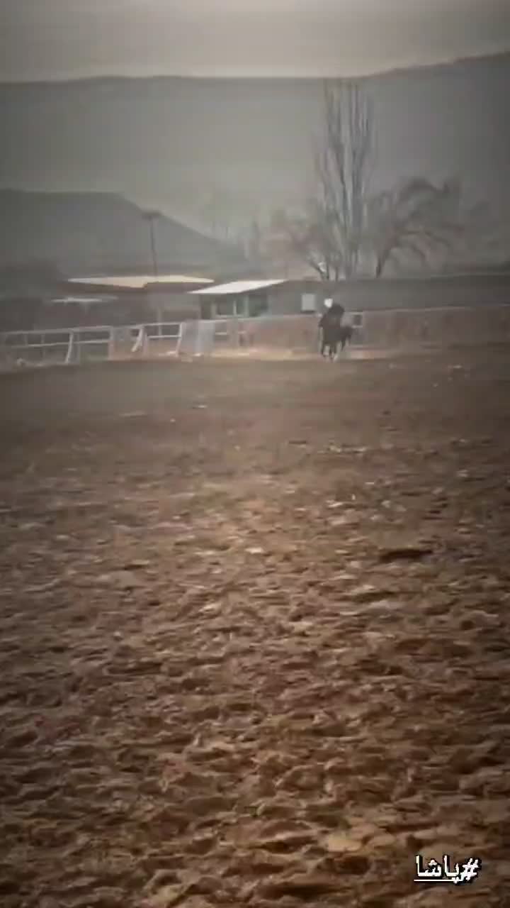 اسب|اسب و تجهیزات اسب‌سواری|تبریز, |دیوار