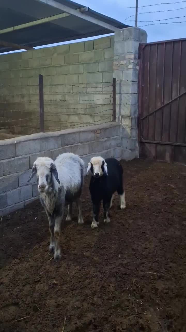 گوسفند جوان بره دار با بره نر|حیوانات مزرعه|گنبد کاووس, |دیوار