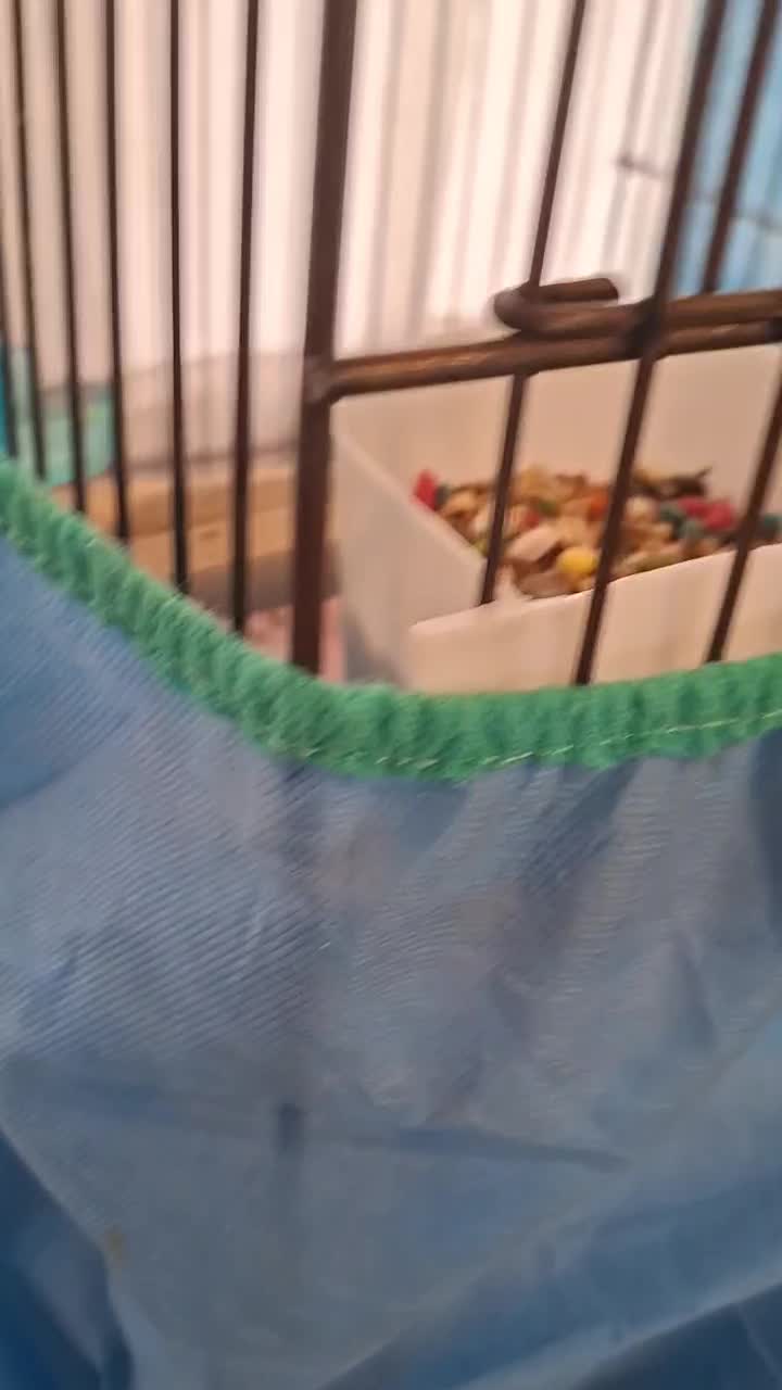 کوکو|پرنده|اندیشه, اندیشه فاز ۳|دیوار