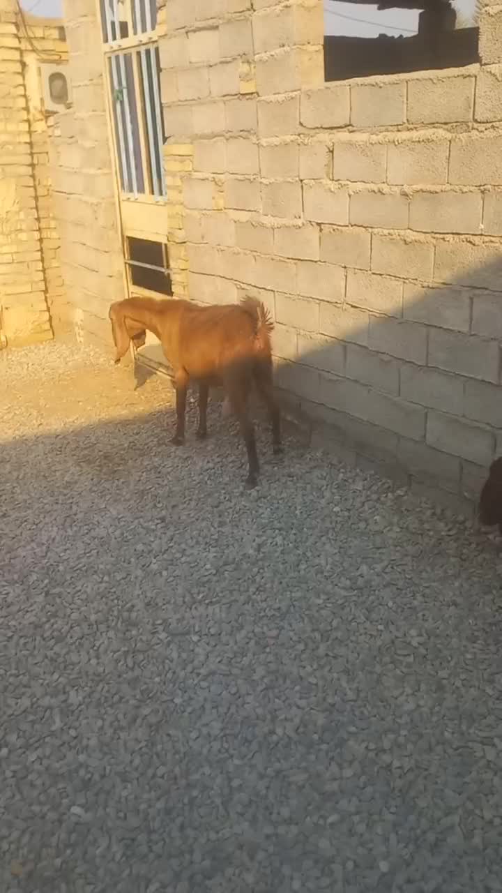 بزغاله ابستن|حیوانات مزرعه|حمیدیه, |دیوار