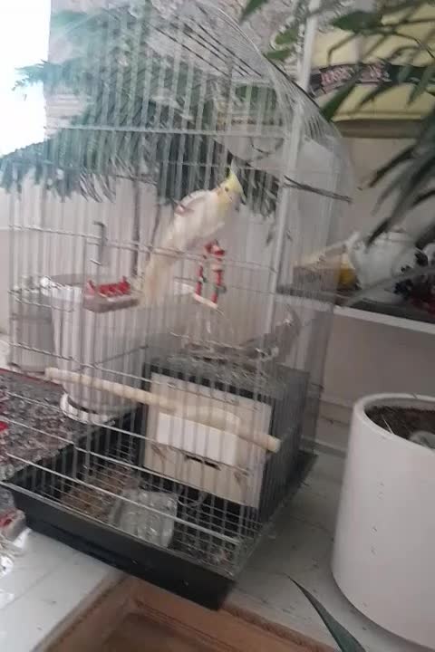 یک جفت عروس هلندی|پرنده|مراغه, |دیوار