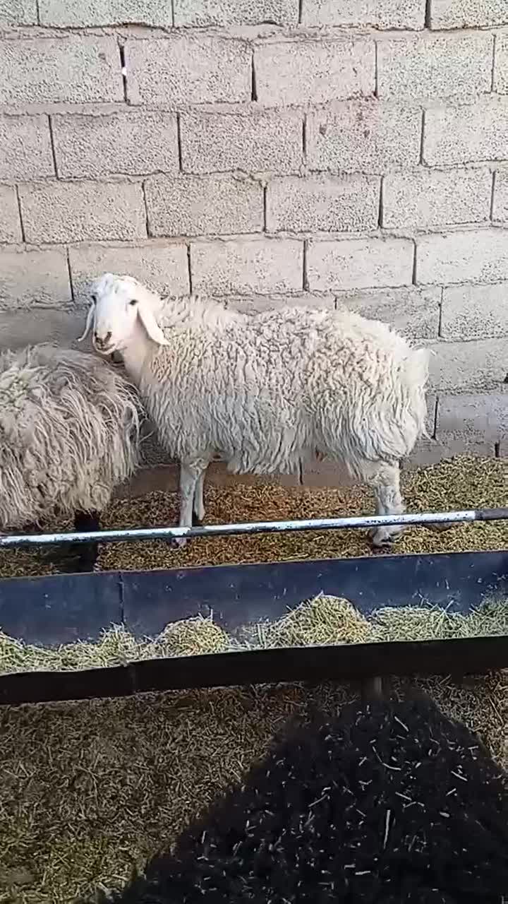 کره و بره و میش شروع قیمت از ۵۵۰۰تومن به بالا|حیوانات مزرعه|کرمان, |دیوار