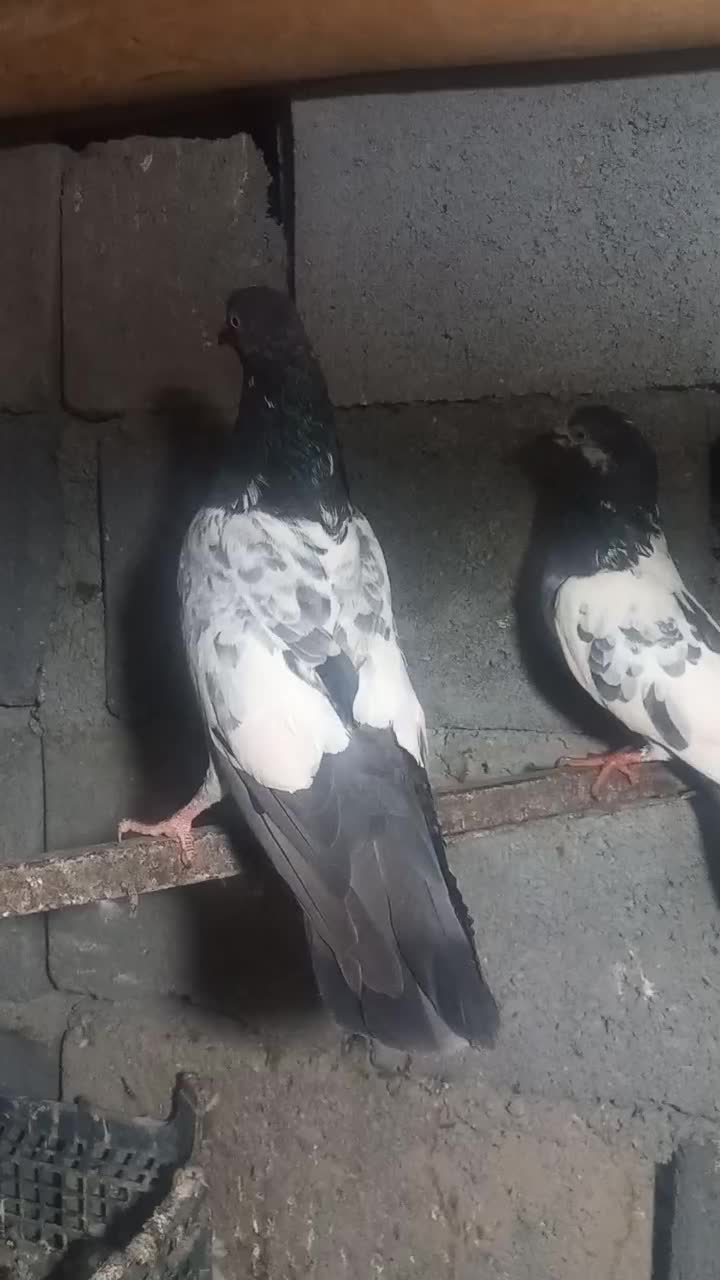 کفتر پرشی پاکستانی|پرنده|بندرعباس, |دیوار