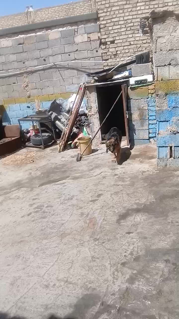 سگ ژرمن|سگ|اصفهان, قلعه طبره|دیوار