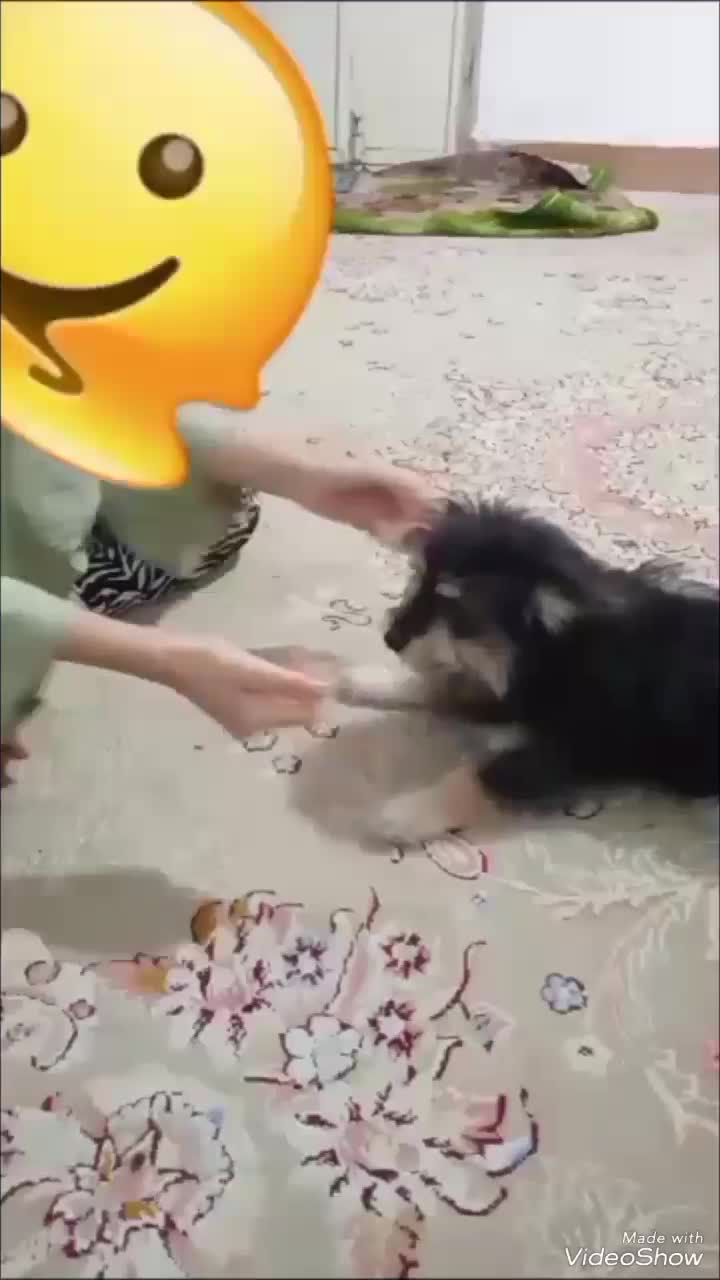 سگ پامر خرسی|سگ|شیراز, بید زرد|دیوار