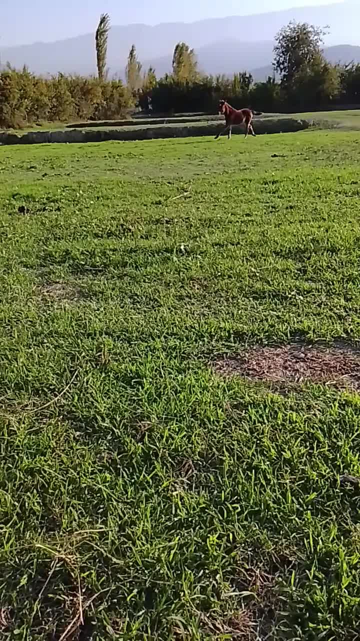 کره یابو|اسب و تجهیزات اسب‌سواری|کردکوی, |دیوار