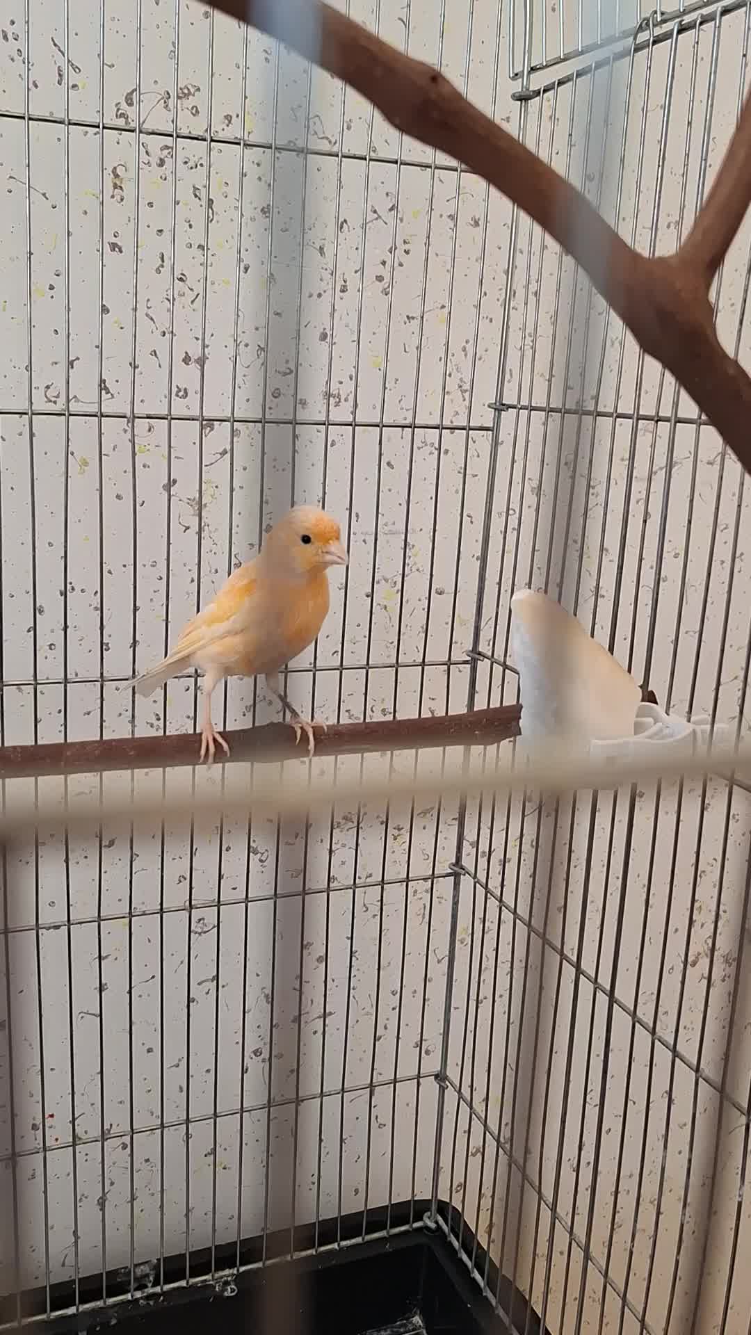 قناری سرخ ماده|پرنده|سرپل ذهاب, |دیوار