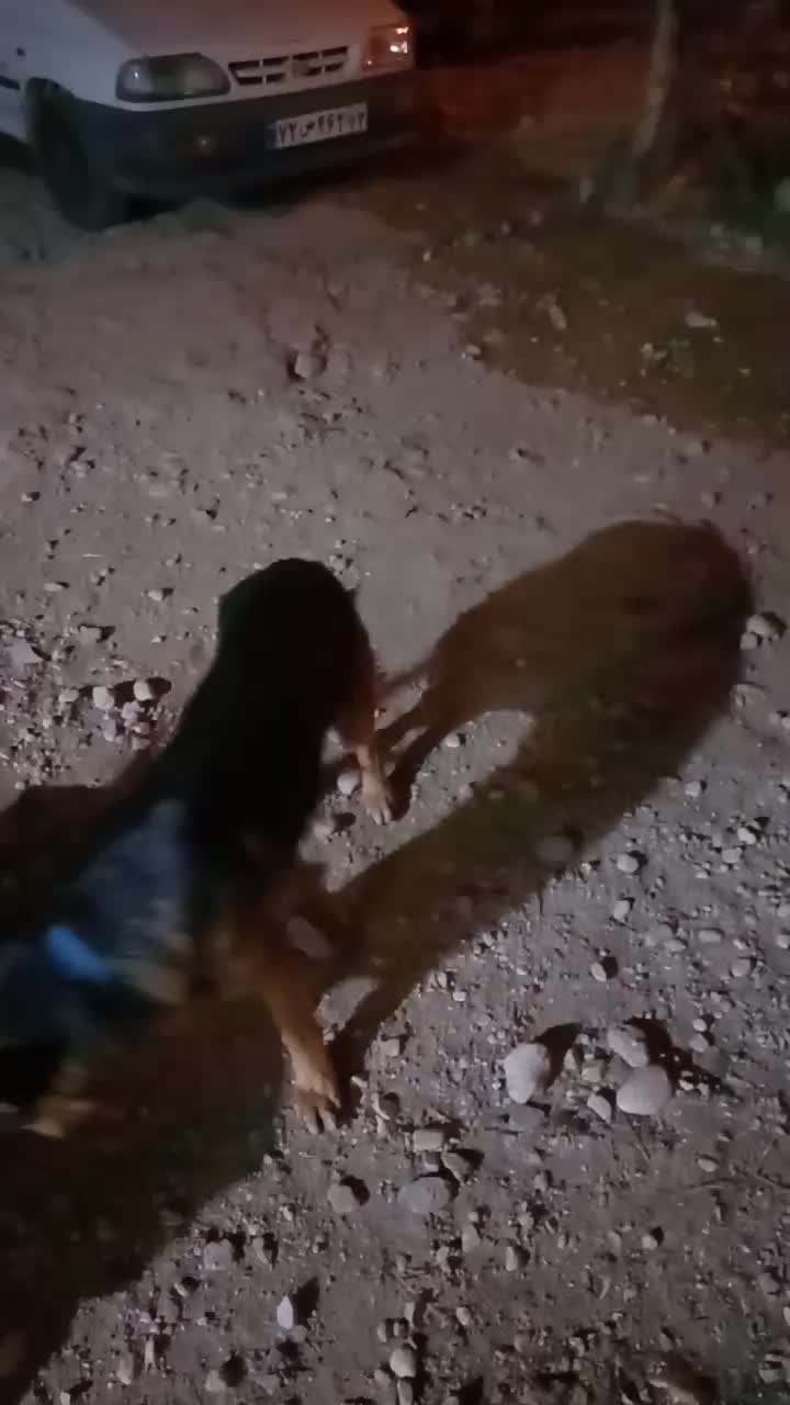 ژرمن نر نوکلاسیک اصل|سگ|بوشکان, |دیوار