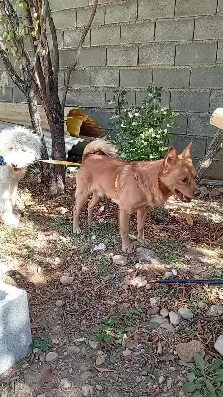 سگ پامر و شیتزو|سگ|یاسوج, |دیوار