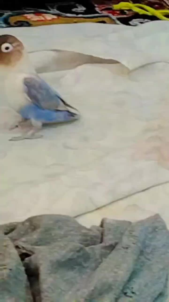 کوتوله|پرنده|تربت جام, حافظ|دیوار