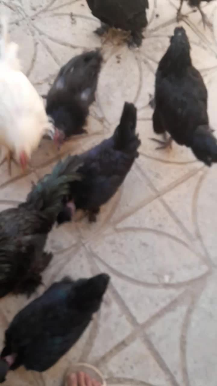 مرغ محلی|حیوانات مزرعه|آشتیان, |دیوار