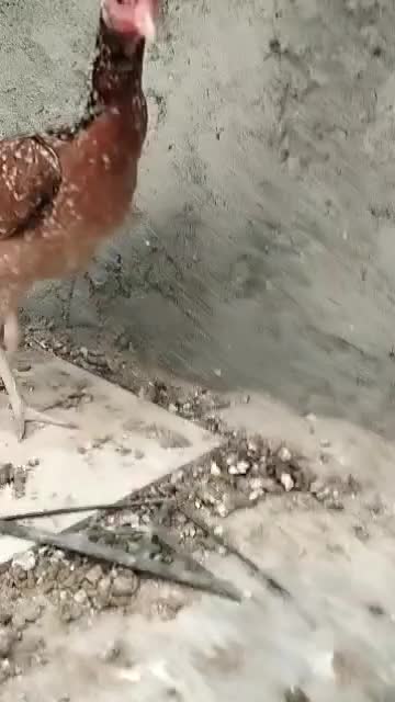 مرغ|حیوانات مزرعه|میناب, |دیوار