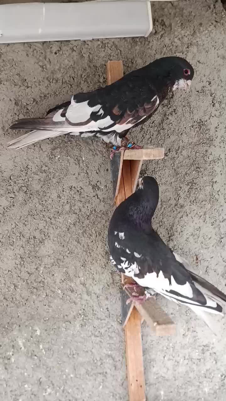 کفتر شهری گلدار|پرنده|کازرون, |دیوار