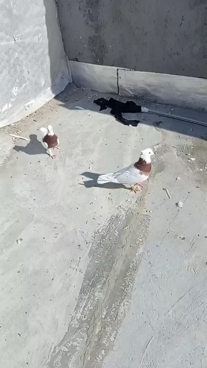 طوقی|پرنده|سبزوار, رباط|دیوار