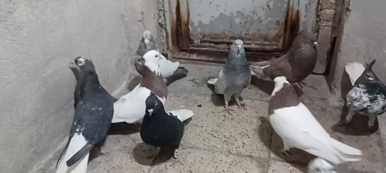 دمسفید تیپی زرنگ|پرنده|ایلام, |دیوار