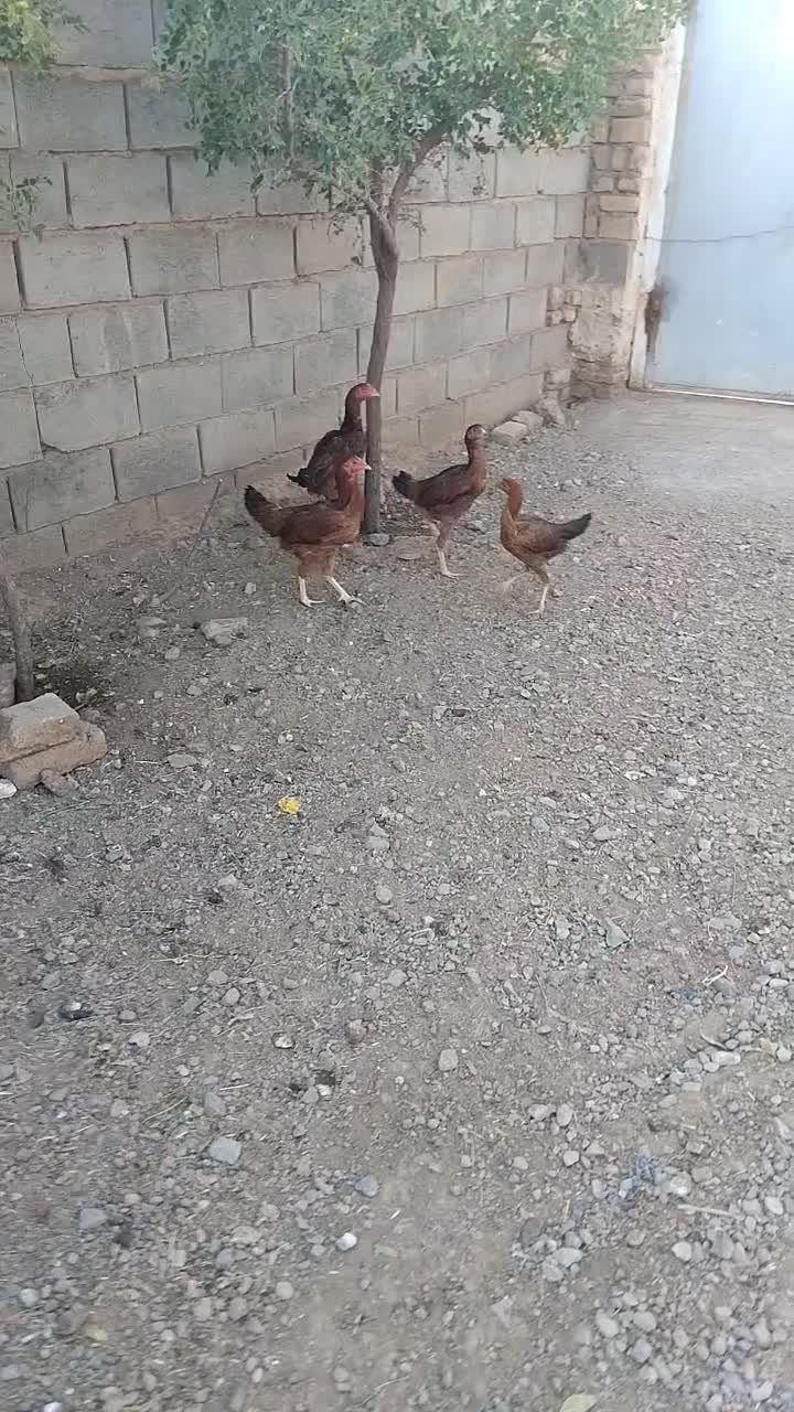 جوجه مرغ و خروس لاری ۶ماه|حیوانات مزرعه|تربت جام, میان جام|دیوار