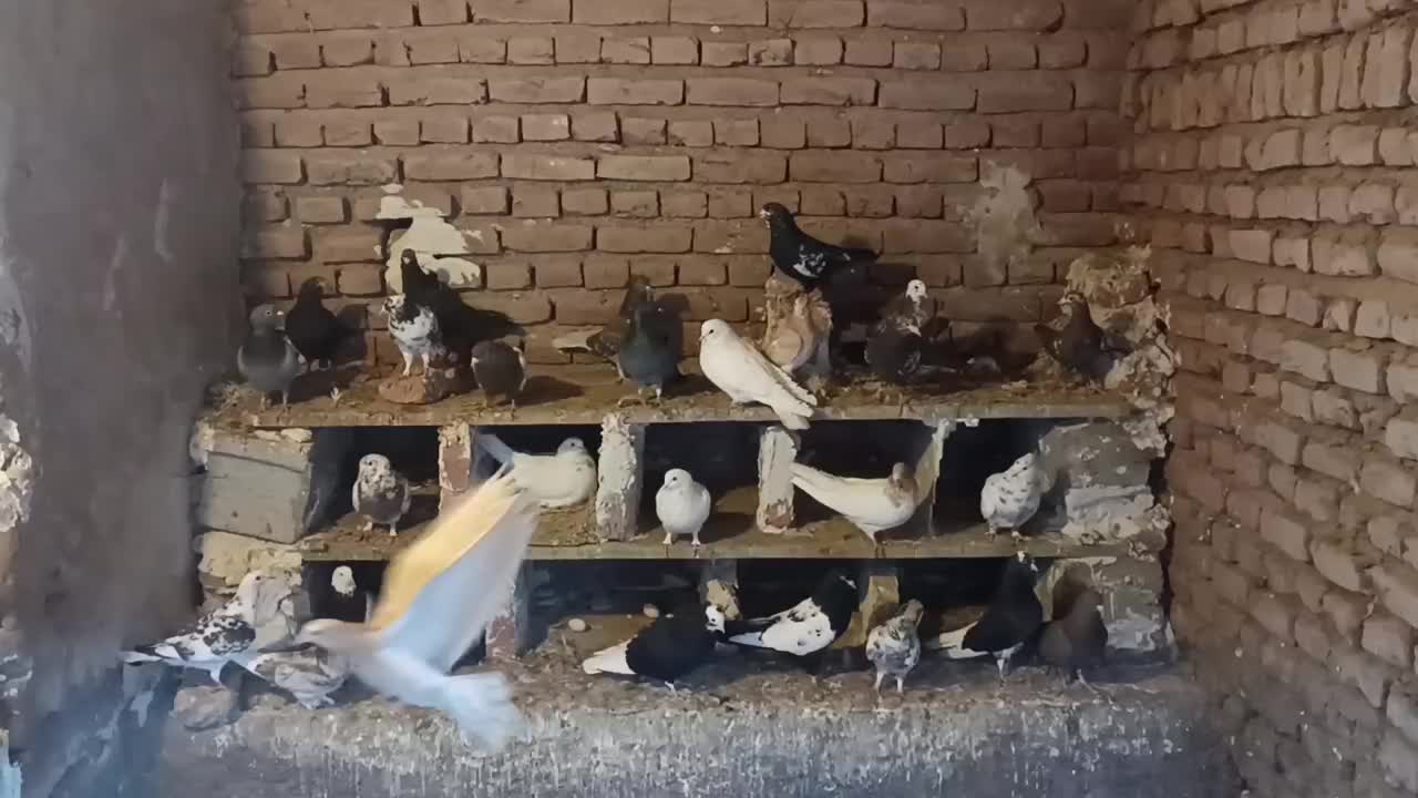 کبوتر|پرنده|خسروشاه, |دیوار