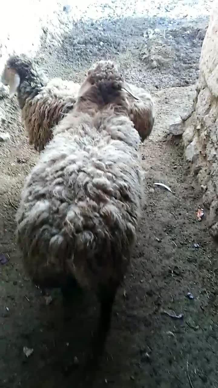 ۴۲۰۰۰۰۰۰|حیوانات مزرعه|مود, |دیوار