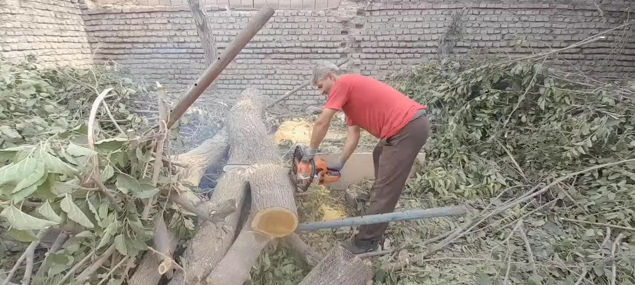 خرید چوب های باغی را نقدا خریدارم|خدمات باغبانی و درختکاری|آزادشهر, |دیوار