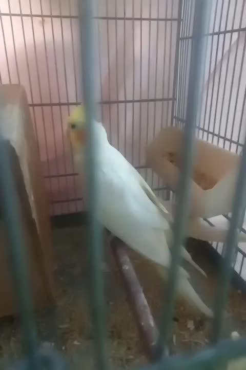 جفت عروس هلندی|پرنده|هشتگرد, هشتگرد قدیم|دیوار