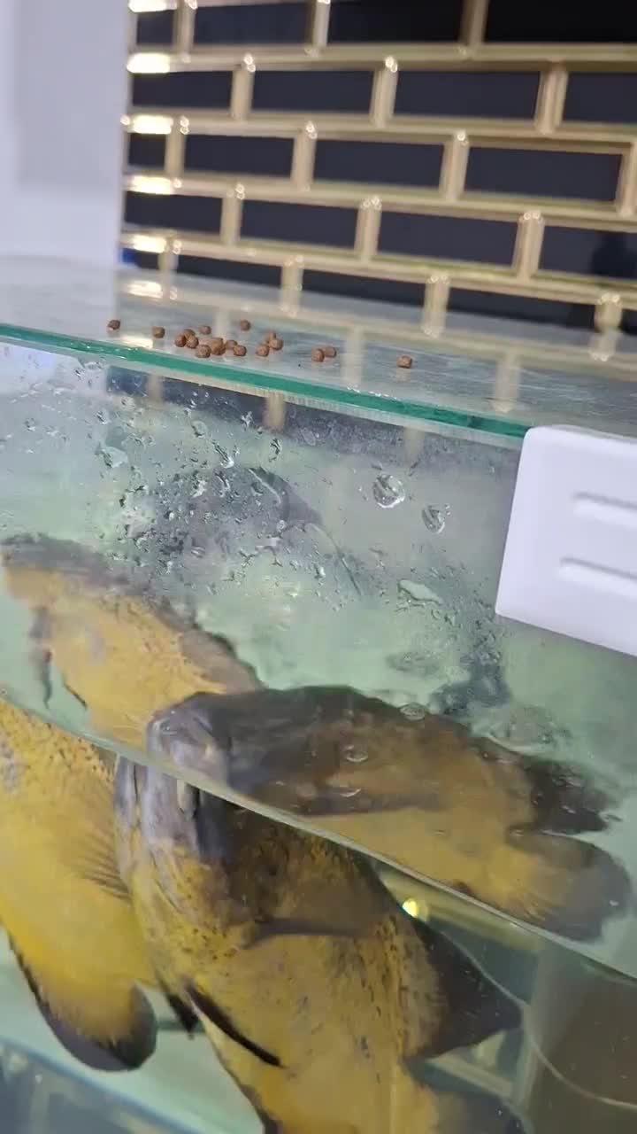 گوربه ماهی|ماهی|مشهد, امیرآباد|دیوار