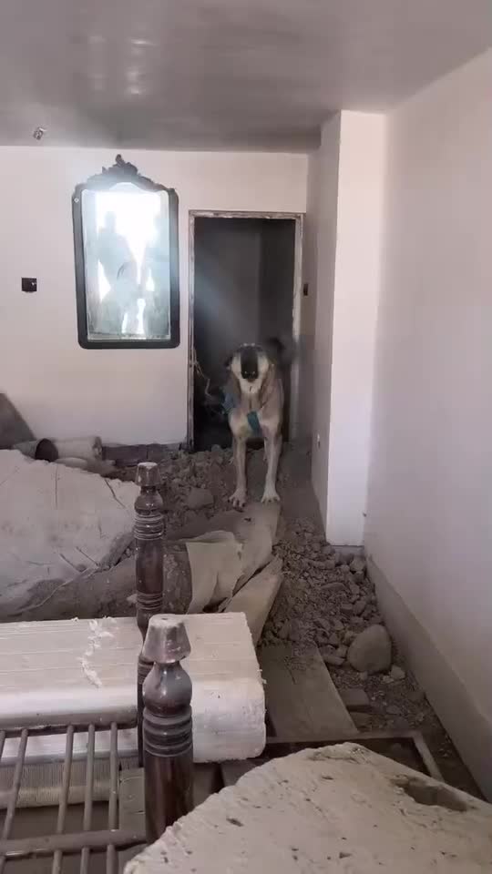 ‌...|سگ|تبریز, |دیوار