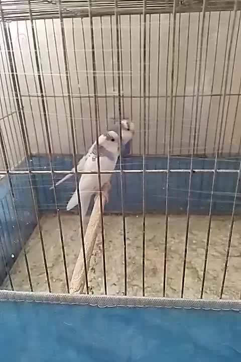 مرغ عشق|پرنده|قم, بنیاد|دیوار