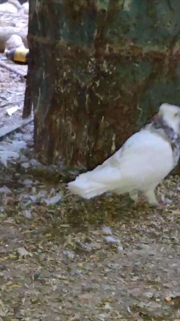 طوق شازده نر شش دنگ کشیده درشت مست|پرنده|مرودشت, رامجرد یک|دیوار