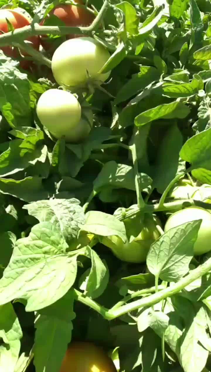 گوجه توسرخ درجه یک دسچین ترش گوشتی رب اعلا|خوردنی و آشامیدنی|مشهد, طبرسی شمالی|دیوار