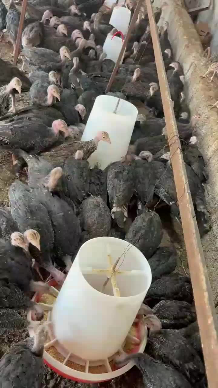 نیمچه بوقلمون دوماهه برنزواکسن خورده کیفیت عالی|حیوانات مزرعه|رشت, تازه آباد|دیوار