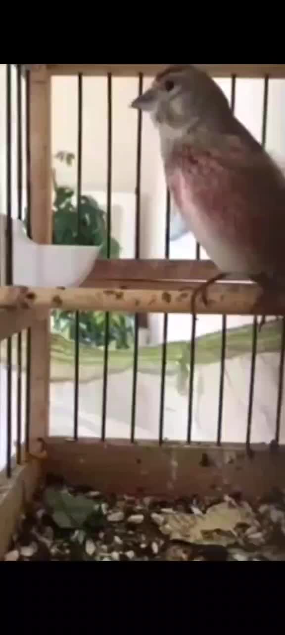 سهره سینه سرخ جوان|پرنده|قزوین, |دیوار